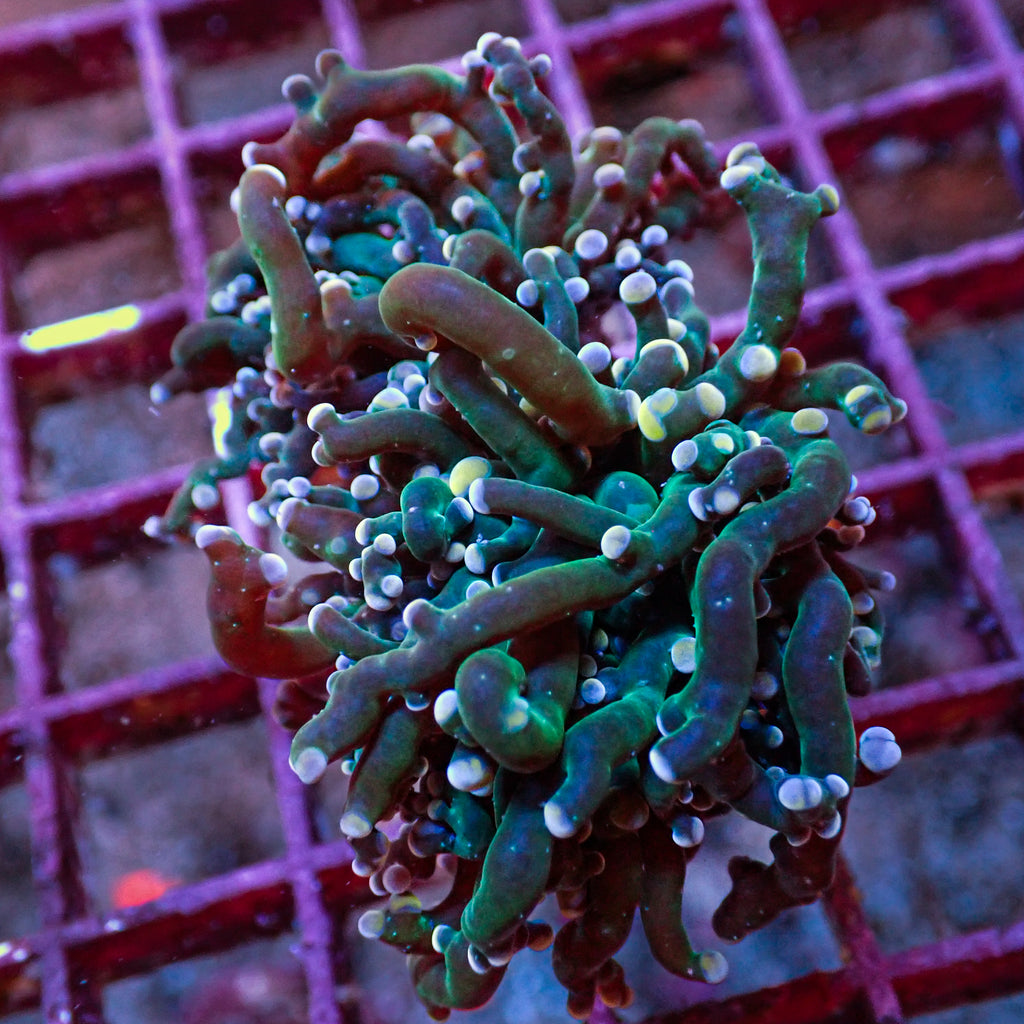 WYSIWYG Multicolor Tip Branching Frogspawn (2 polyps) - Corals Anonymous