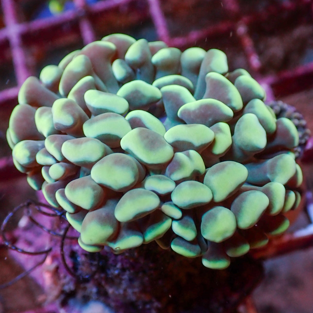 WYSIWYG Light Teal Branching Hammer