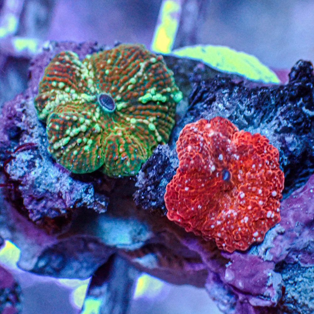 WYSIWYG Rainbow Discosoma Mushroom (2 Polyps)