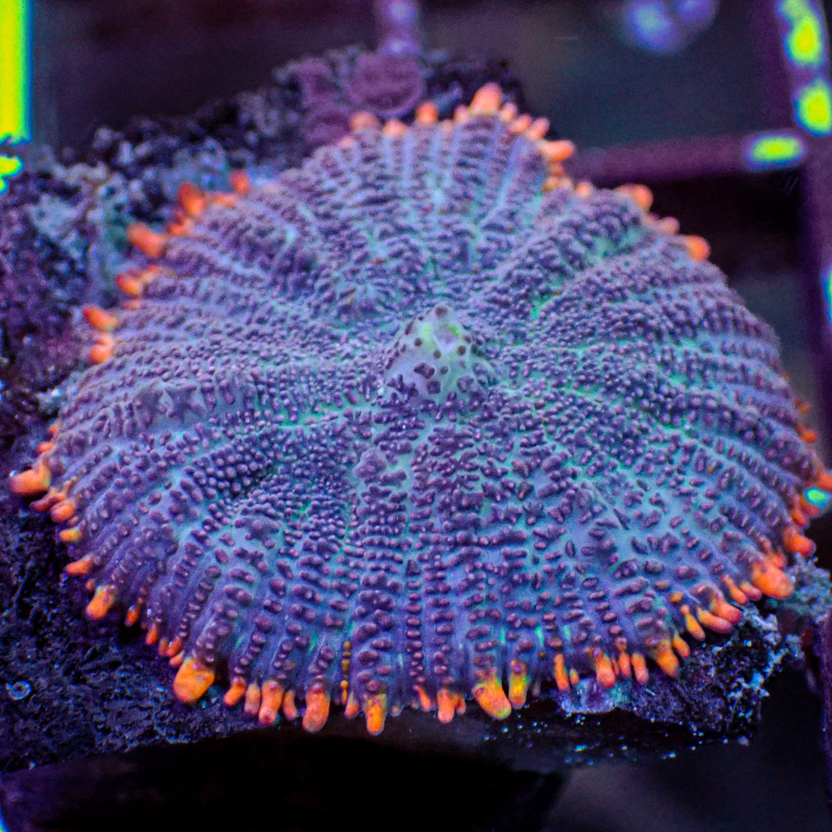 Firestorm Ring Rhodactis Mushroom - Corals Anonymous
