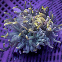 WYSIWYG Blue Shocker 'Model Anemone' (2-3")