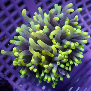 WYSIWYG Yellow Spark 'Model Anemone' (2-3")