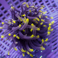 WYSIWYG Static Shock 'Model Anemone' (2-3")