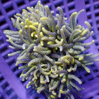 WYSIWYG Yellow Viper 'Model Anemone' (2-3")