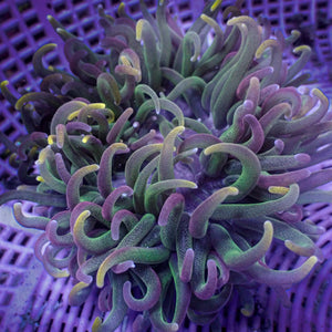 WYSIWYG Willy Wonka 'Model Anemone' (2-3")