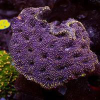 Yellow Speckled Purple Echinata (2-3 polyps)
