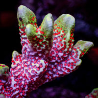 Forest Fire Montipora Digitata SPS (0.5-1” frag)
