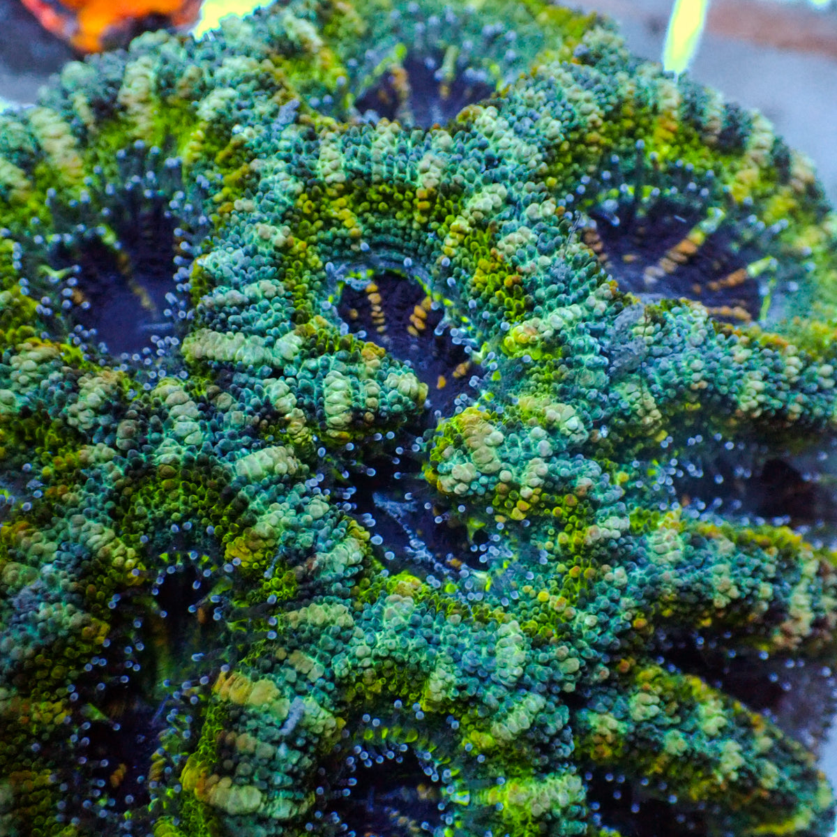 Lucky Pot Acans (2-3 Polyps) - Corals Anonymous