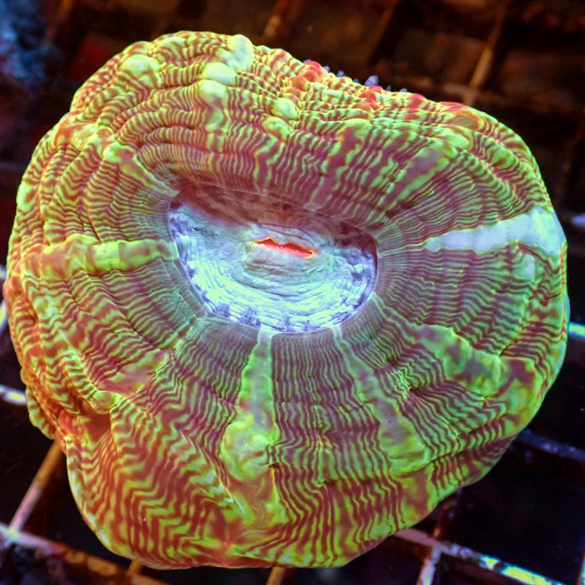 Hawaiian Sunset Rhodactis Mushroom