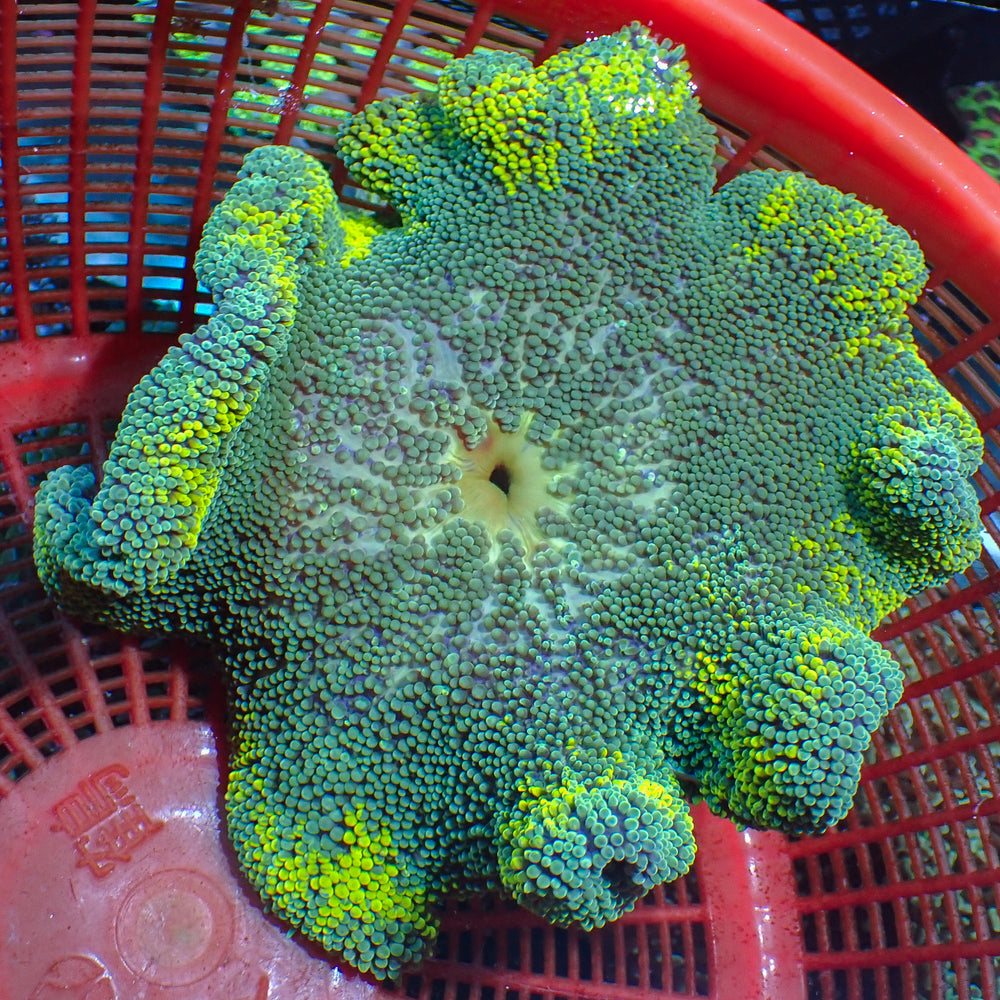 WYSIWYG Lemon Lime Haddoni Carpet Anemone (5-7”) (I12)