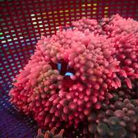 WYSIWYG Strawberry Punch Bubble Tip Anemone (Rare, 5-7”)