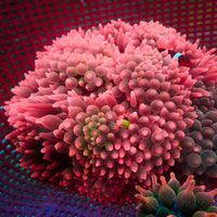 WYSIWYG Strawberry Punch Bubble Tip Anemone (Rare, 5-7”)

