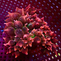 WYSIWYG Scarlet Blast Bubble Tip Anemone (5-6”)