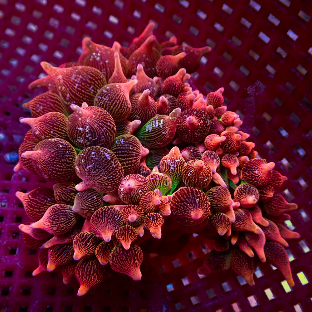 WYSIWYG Scarlet Blast Bubble Tip Anemone (5-6”)