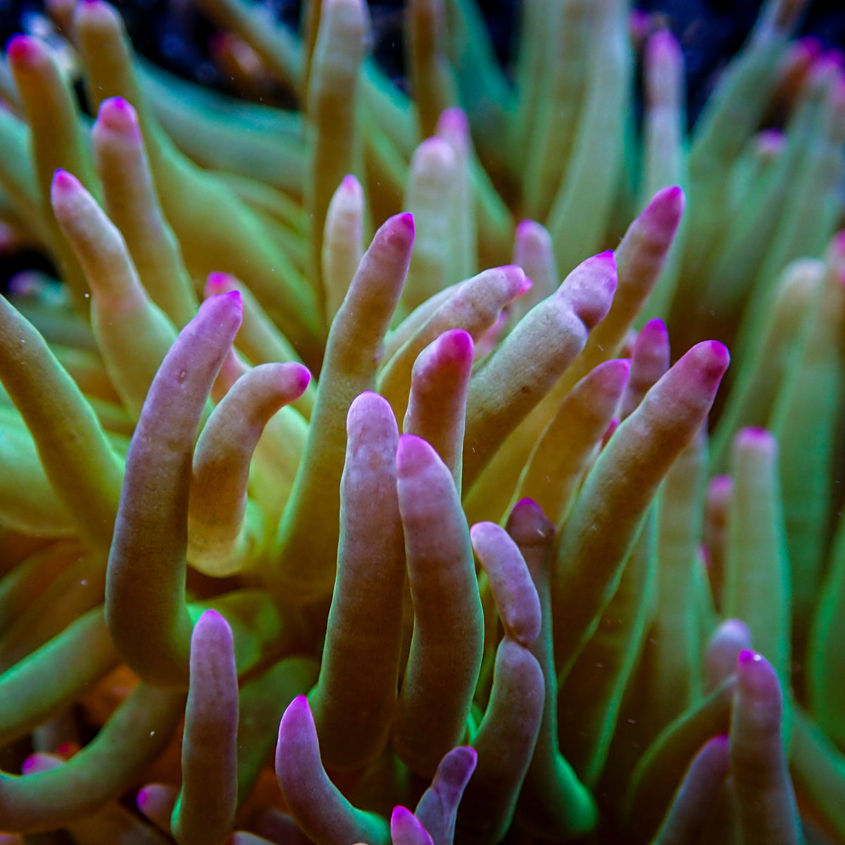 Purple-Tip Hydra Bubble Tip Anemone - Corals Anonymous