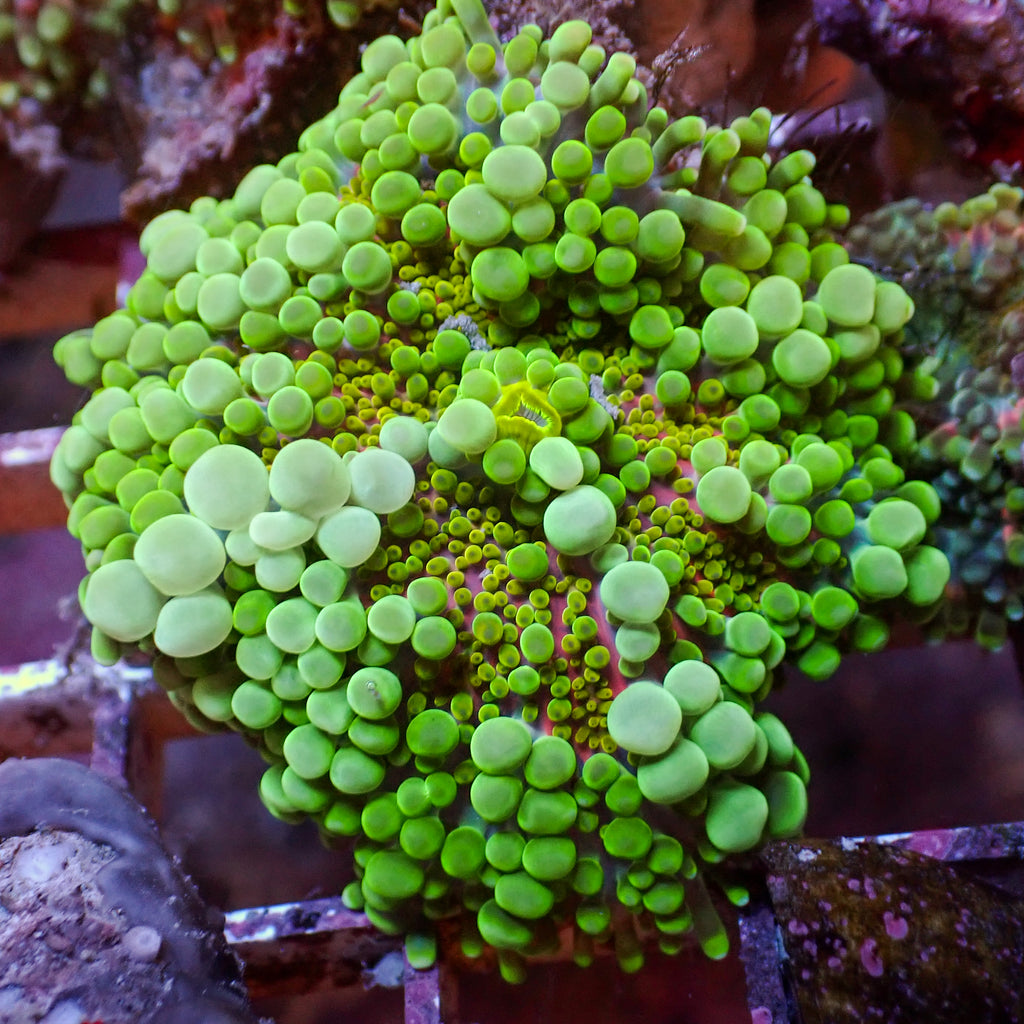 WYSIWYG Bubbly Kiwi Sunrise Yuma Mushroom - Corals Anonymous