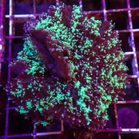 WYSIWYG Aussie Bright Teal Magic Carpet Mushroom (1-2")