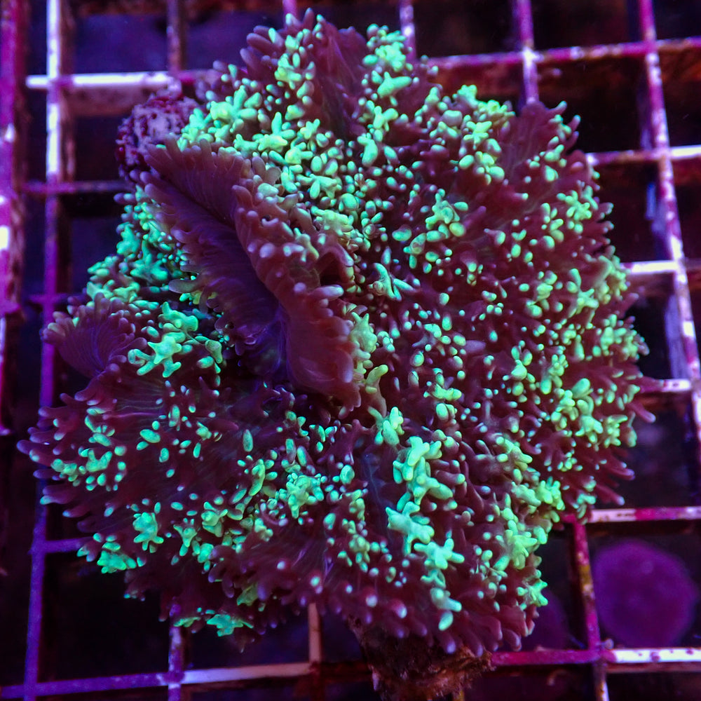 WYSIWYG Aussie Bright Teal Magic Carpet Mushroom (1-2