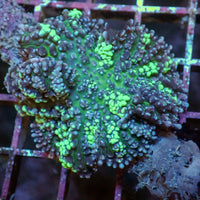 WYSIWYG Aussie Neon Blue Magic Carpet Mushroom (Rare, 1-2")