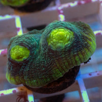 Green Chalice (1" Frag)
