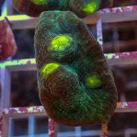 Green Chalice (1" Frag)
