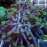 WYSIWYG Long Tentacle Green Tip Goniopora Colony (1-2")
