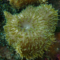 Neon Green Sebae Anemone
