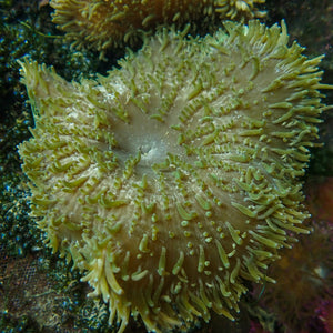Neon Green Sebae Anemone