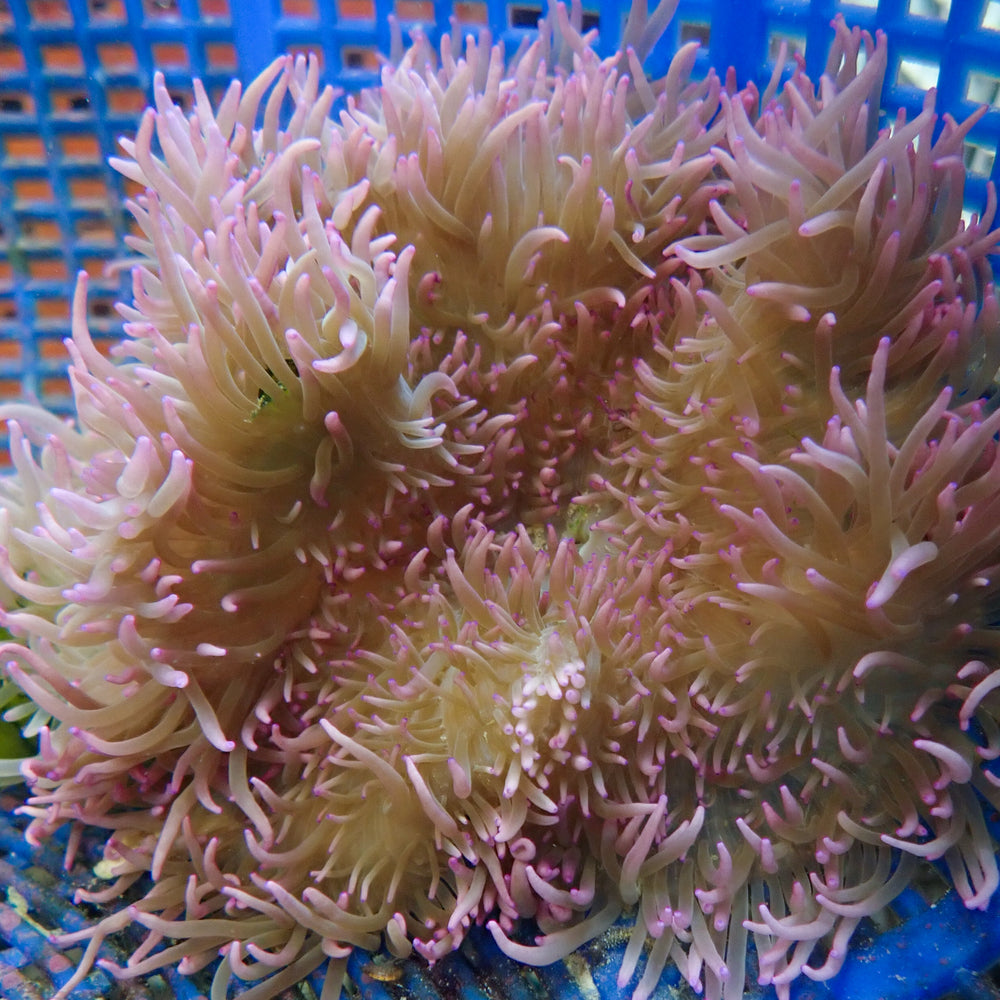 WYSIWYG Pink Tip Sebae Anemone (3-4”)