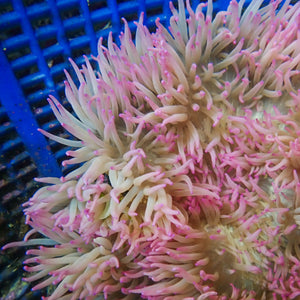 WYSIWYG Pink Tip Sebae Anemone (4-5")