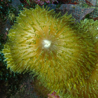 Neon Green Sebae Anemone
