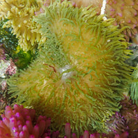 Neon Green Sebae Anemone