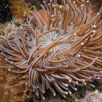 WYSIWYG XL Zebra Long Tentacle Anemone (5-7")