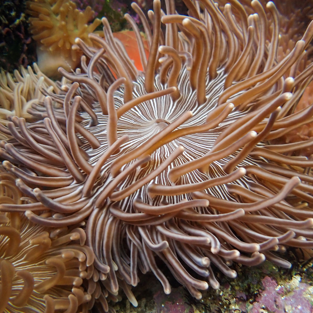 WYSIWYG XL Zebra Long Tentacle Anemone (5-7