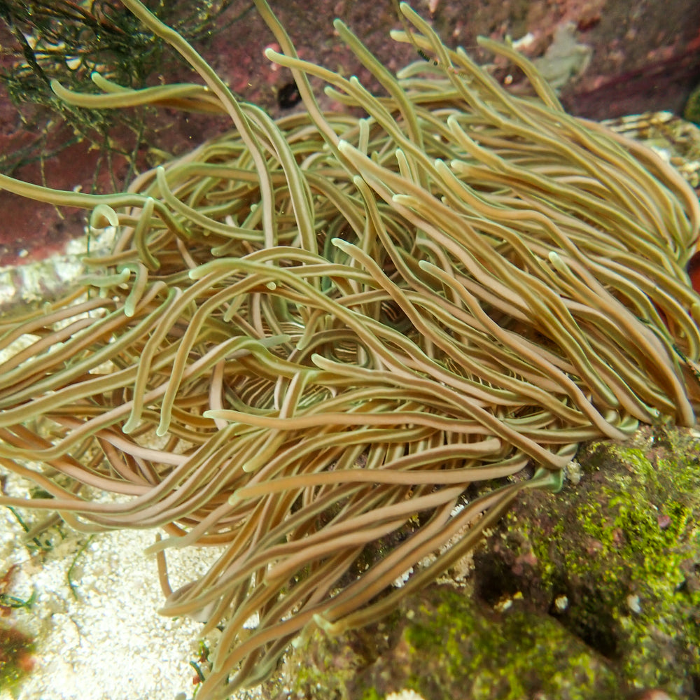 WYSIWYG XL Zebra Neon Green Long Tentacle Anemone (5-7
