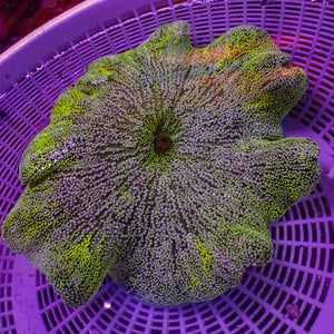 WYSIWYG Large Lime Green Jawbreaker Haddoni Carpet Anemone (5-7”)