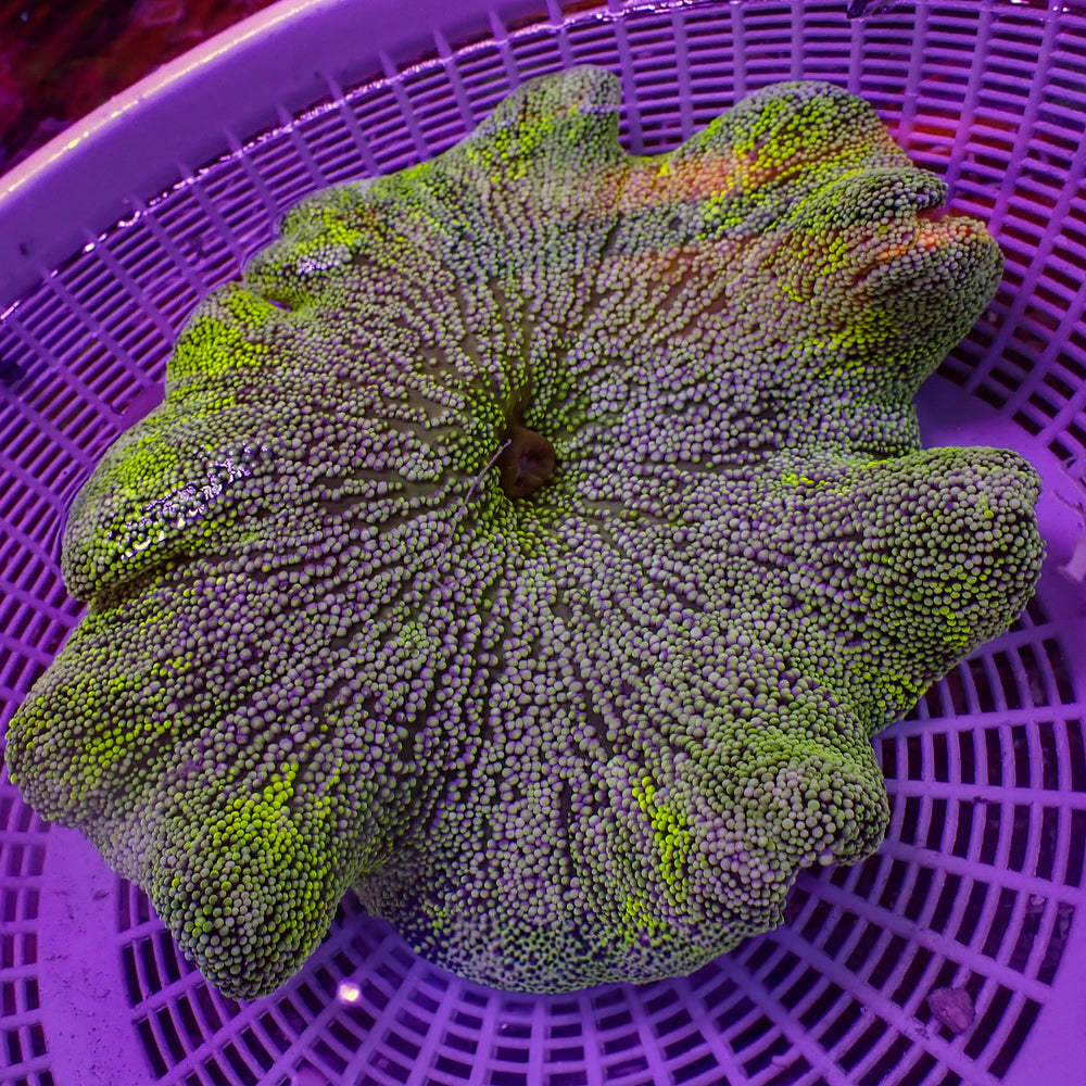WYSIWYG Large Lime Green Jawbreaker Haddoni Carpet Anemone (5-7”)