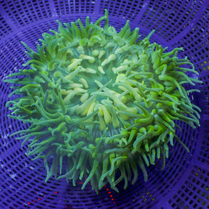 WYSIWYG Giant Electric Shock Long Tentacle Anemone (6-7")