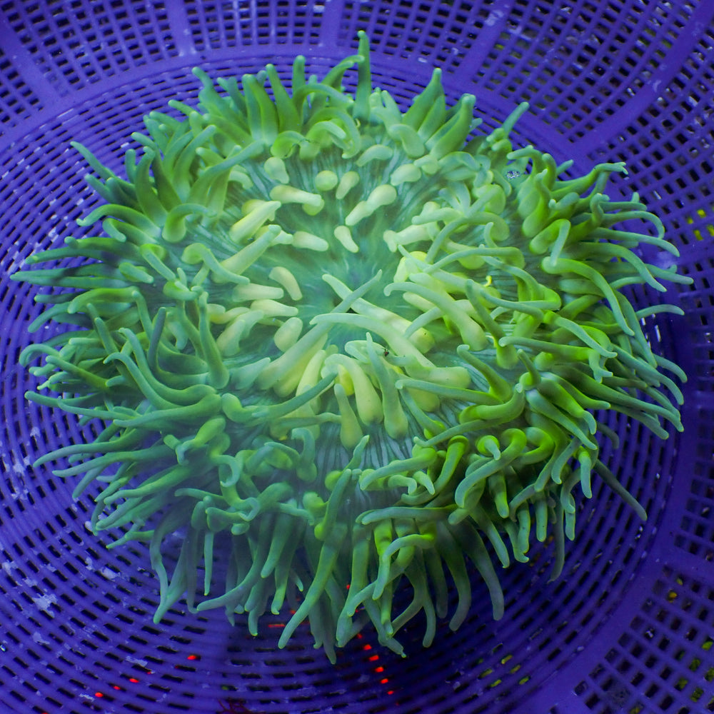 WYSIWYG Giant Electric Shock Long Tentacle Anemone (6-7