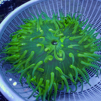 WYSIWYG Giant Tie-Dye Green Long Tentacle Anemone (6-7")