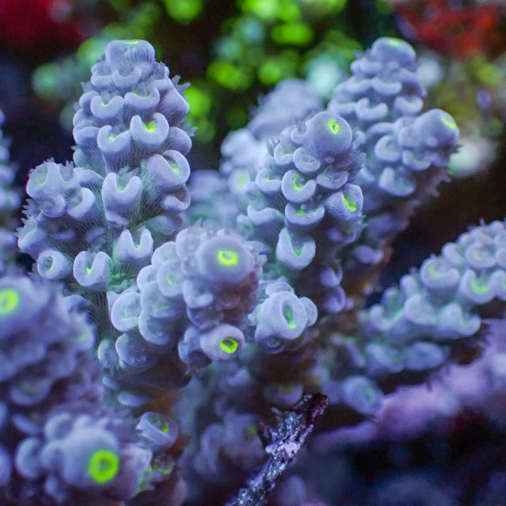 Indo Pastel Blue Acropora (1” frag)