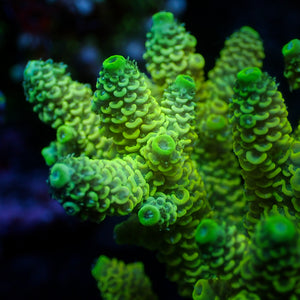 Indo Lime Acropora (1” Frag)