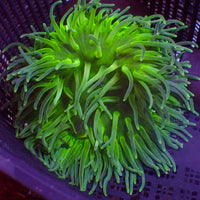 Green Long Tentacle Anemone
