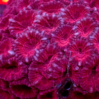 Red Wine Favia (2-3 Polyps)