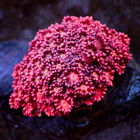 WYSIYWG Pink Passion Goniopora (0.5-1")