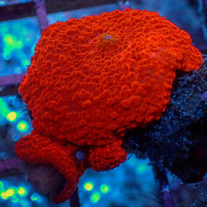 WYSIWYG Ultra Bright-lighter Orange Discosoma Mushroom Combo (2 Polyps)