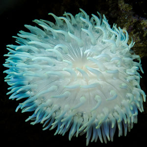 Malibu Tide Long Tentacle Anemone