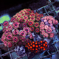 WYSIWYG Rainbow Zoa Combo Colony (50+ Polyps)