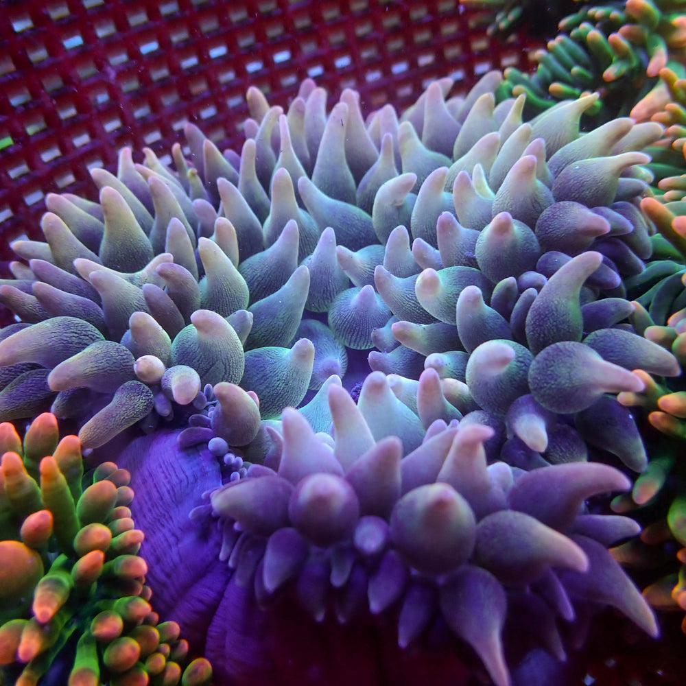 WYSIWYG Celestial Sky Rainbow Bubble Tip Anemone (5-7