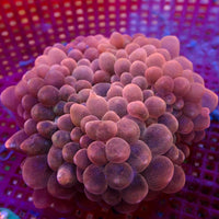 WYSIWYG Pastel Peach Bubble Tip Anemone (3-4")